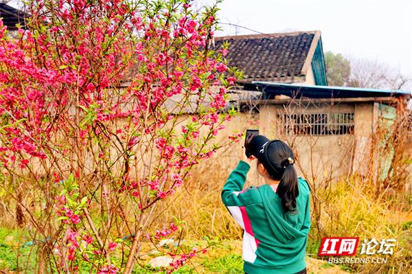 桃花春色暖先开，明媚谁人不看来