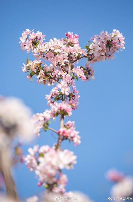 春天的西昌｜海棠花开 满眼都是独有的倾城