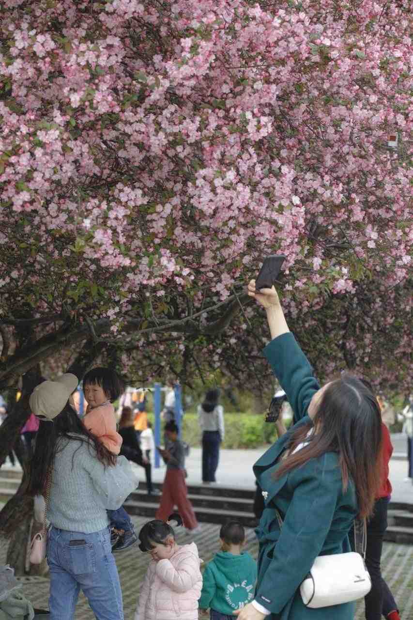 七星关区：海棠花开正艳