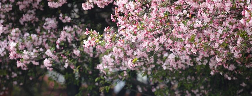 七星关区：海棠花开正艳