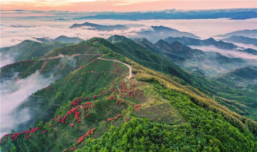 安徽旌德：雾漫茶山花正红