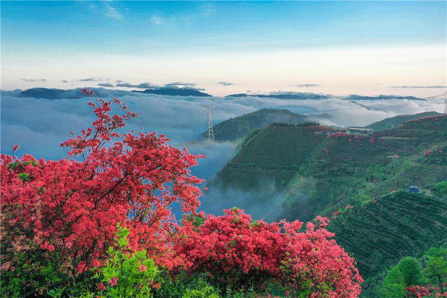 安徽旌德：雾漫茶山花正红