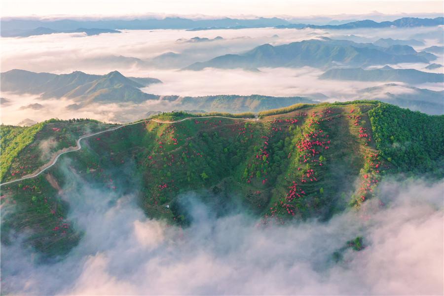 安徽旌德：雾漫茶山花正红