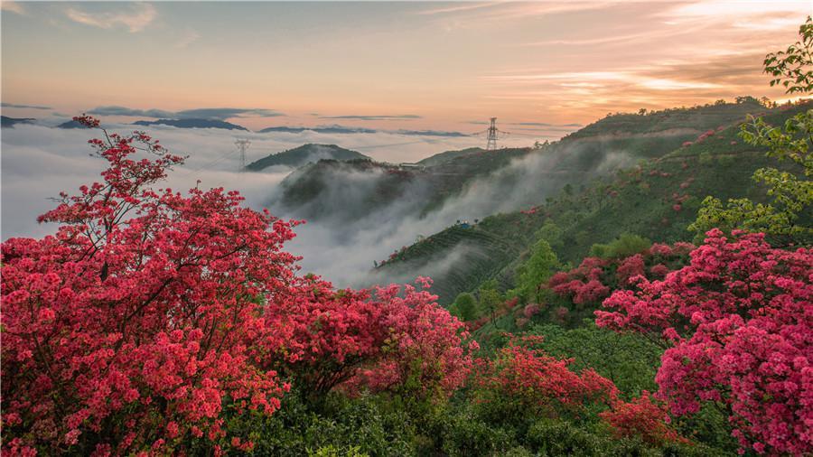 安徽旌德：雾漫茶山花正红