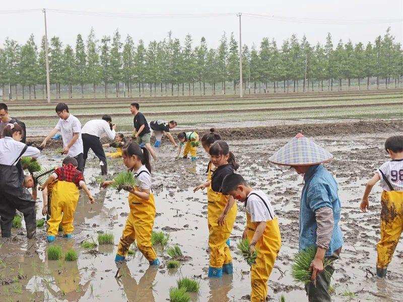 趣味农旅新体验，松江亲子家庭田间地头学插秧