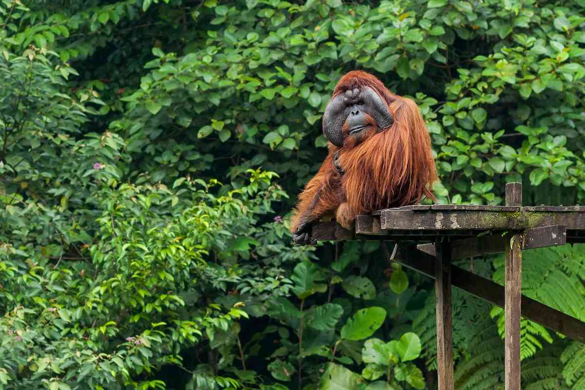 马来西亚古晋森梦戈野生动物中心