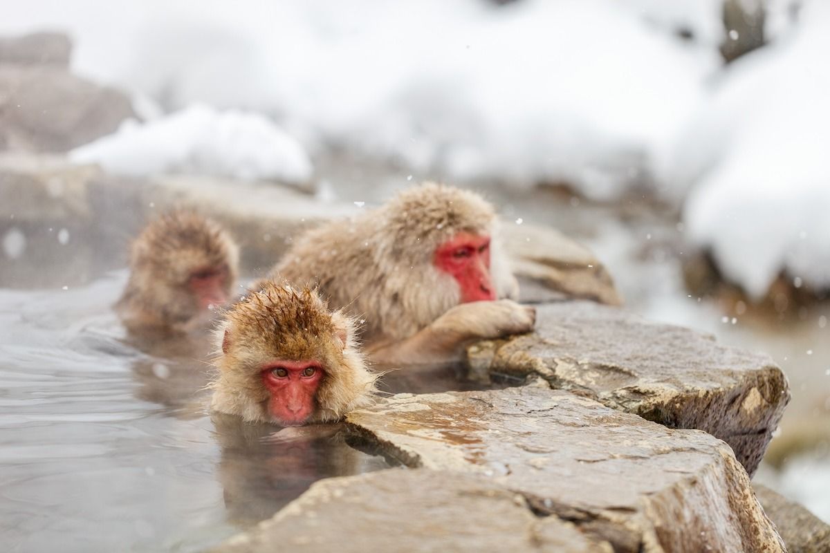 温泉中的猴子，日本长野