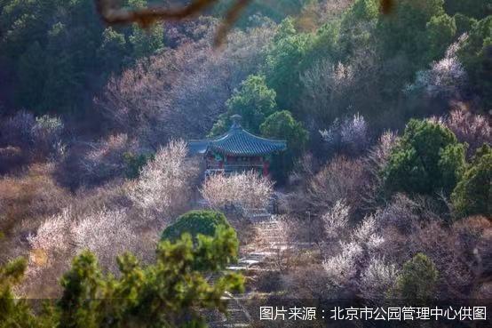 北京市属公园将推出赏春花、爱自然等清明游园系列活动