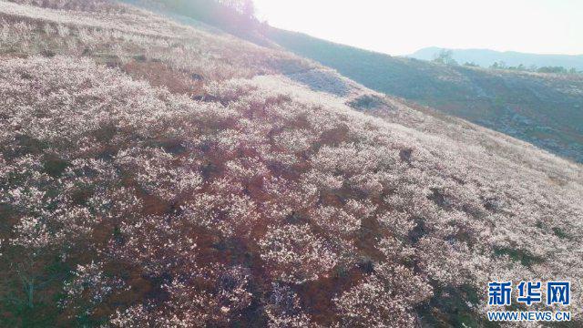 初春去哪， 云南赏花