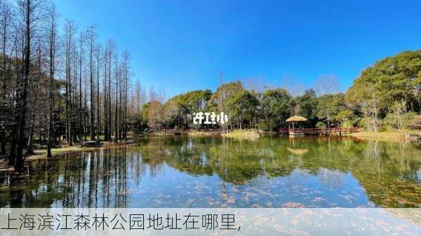 上海滨江森林公园地址在哪里,