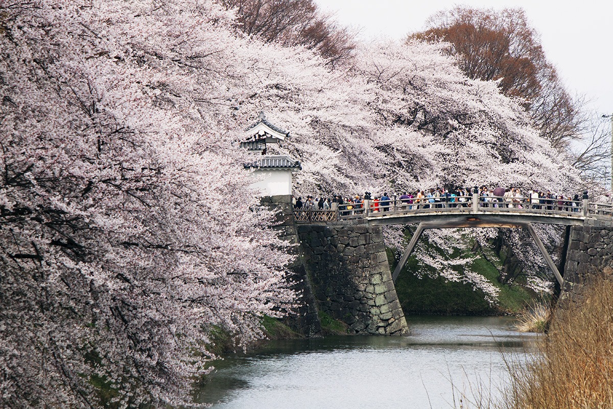 山形的樱花树