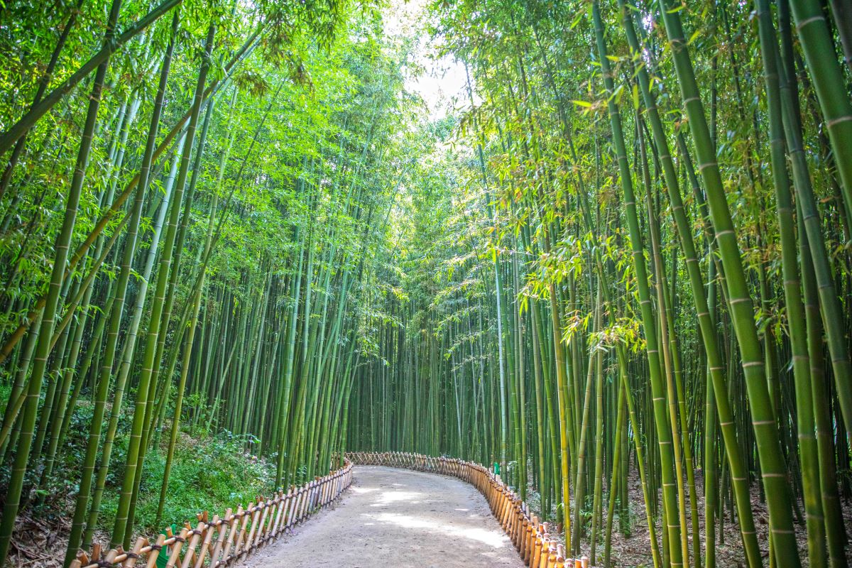 太和观大公园竹林