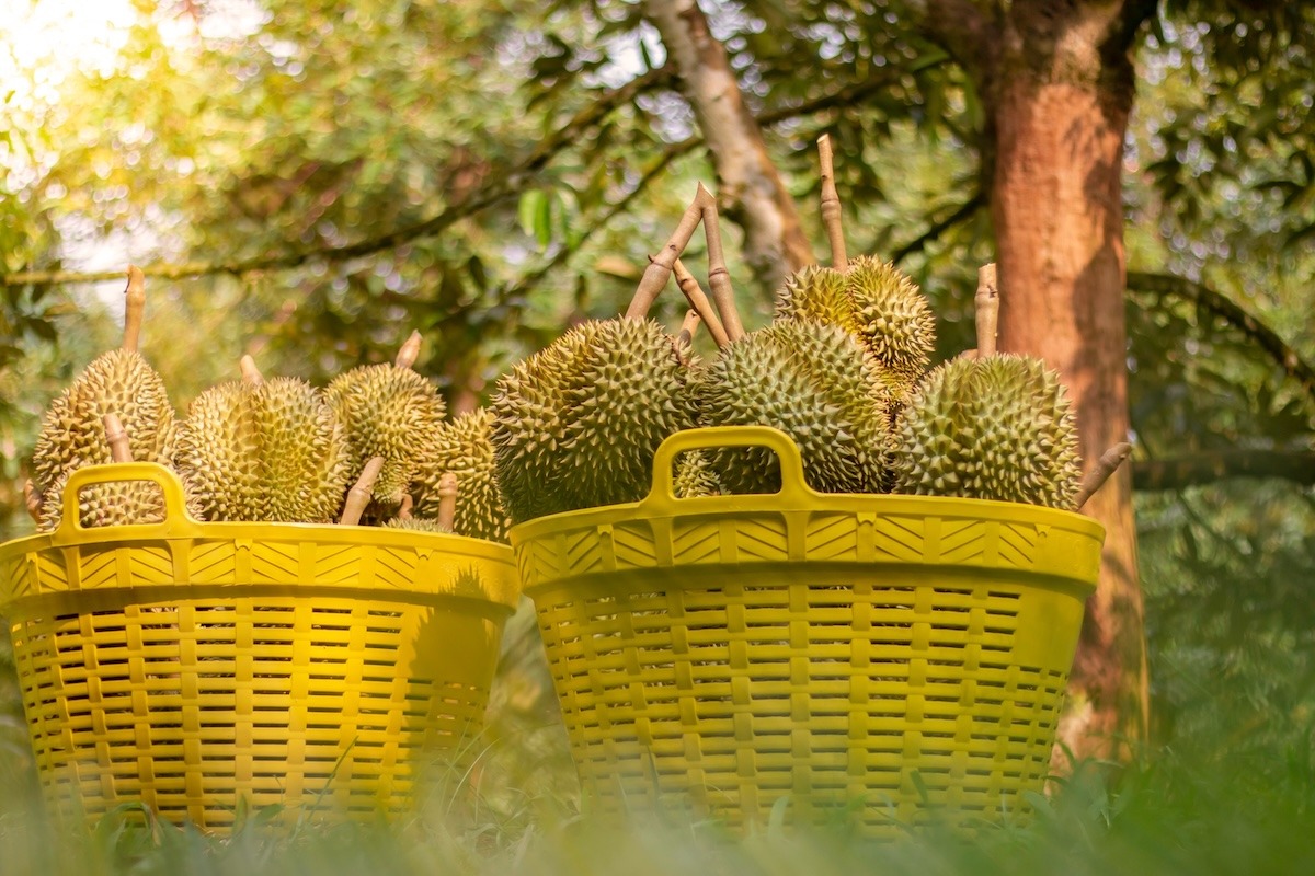 Malaysian Durian