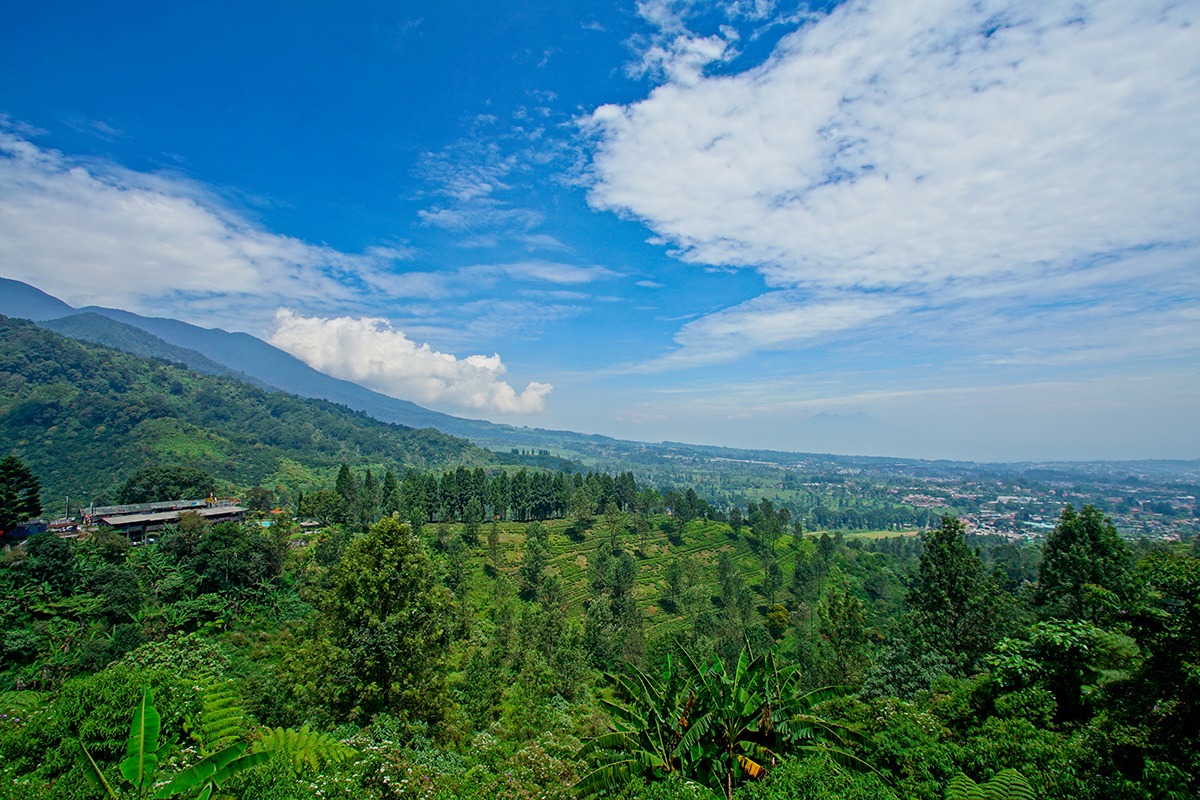 Puncak, 种植园