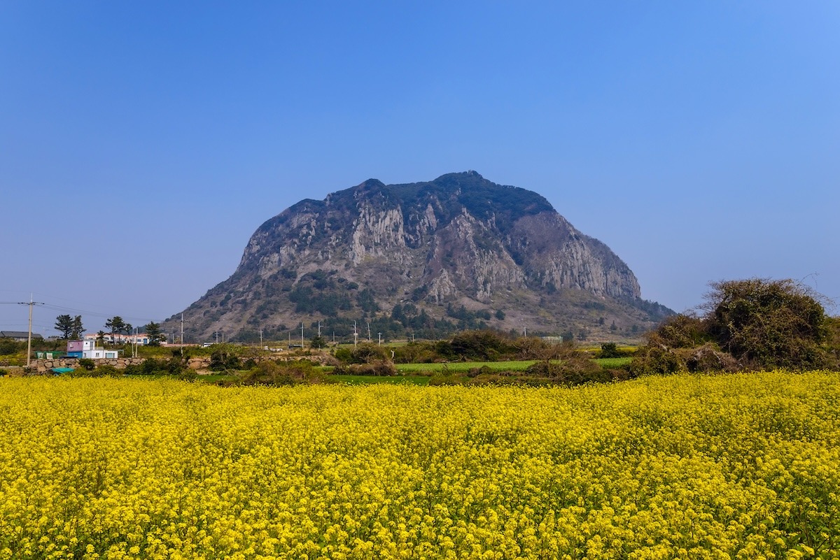 韩国济州岛济州岛三番山油菜花田