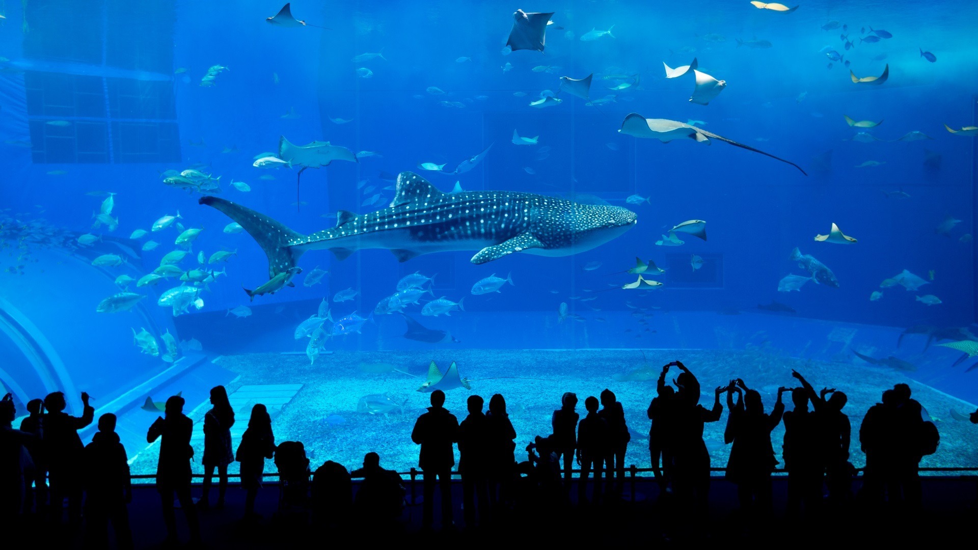 冲绳樱海水族馆