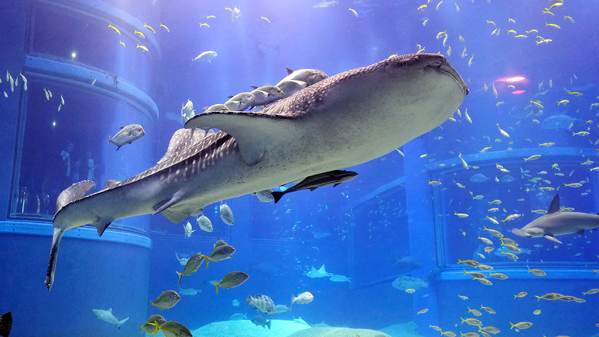 大阪水族馆