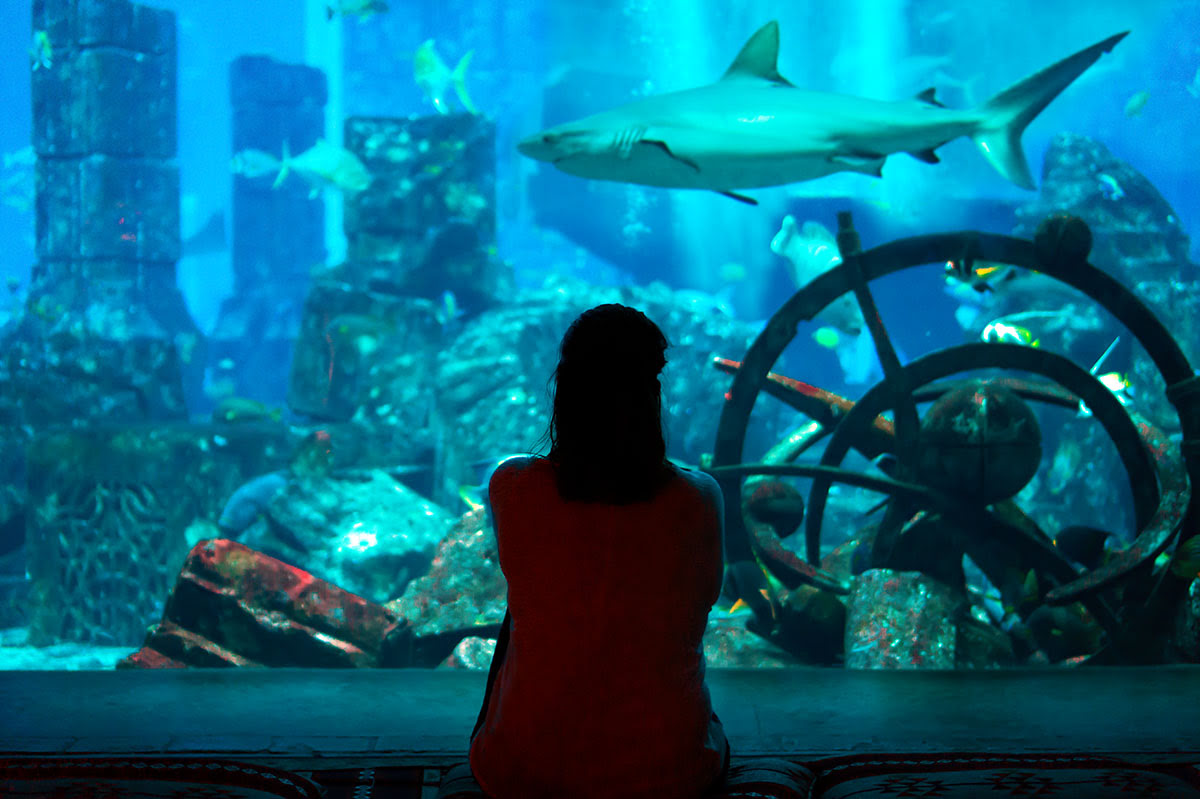 迪拜水族馆& 水下动物园，阿联酋