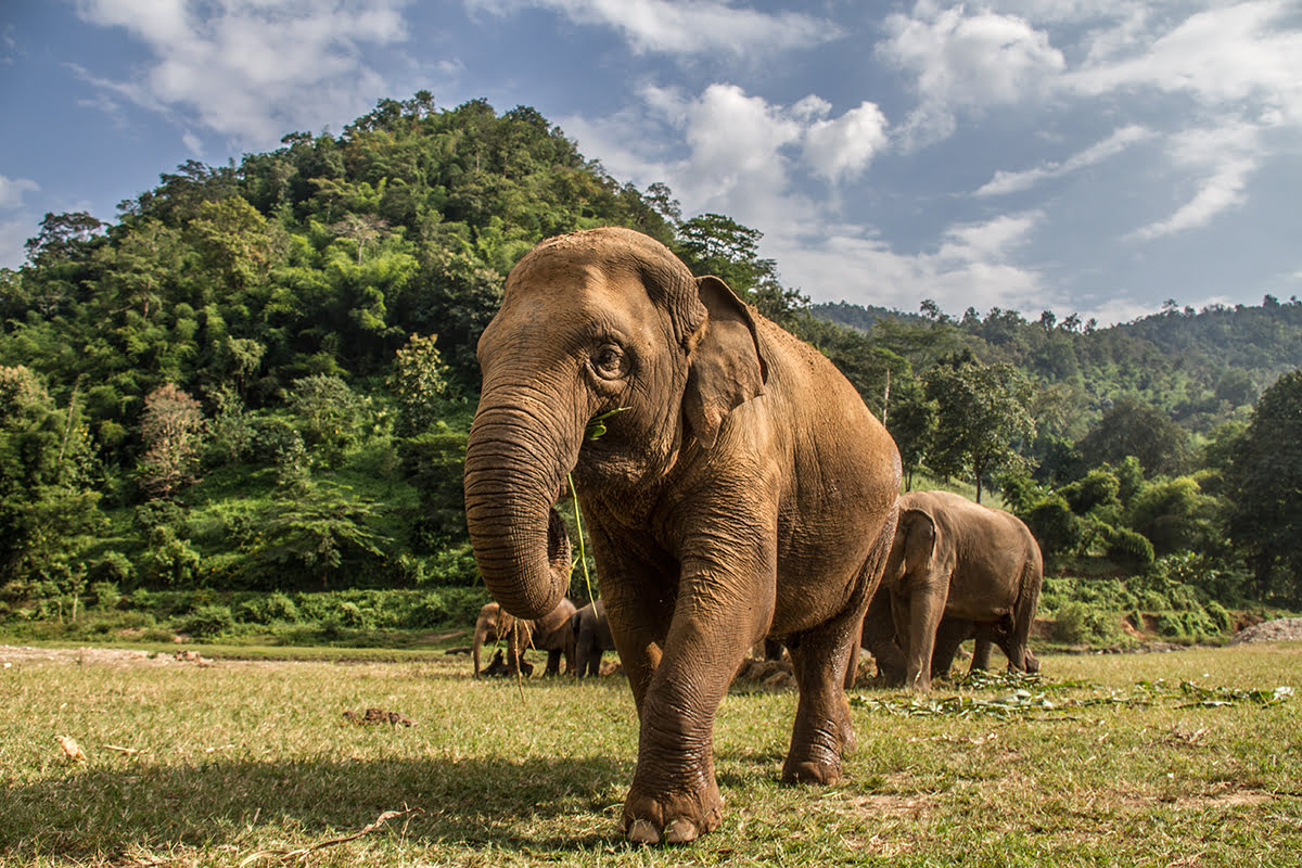 Elephant-Nature-Park