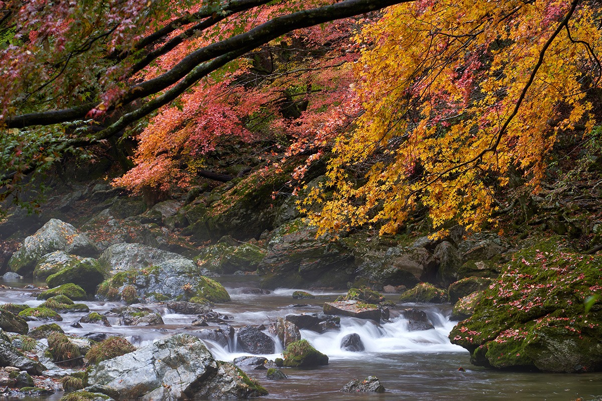 爱媛县旅游-最佳观光季-攻略-红叶狩