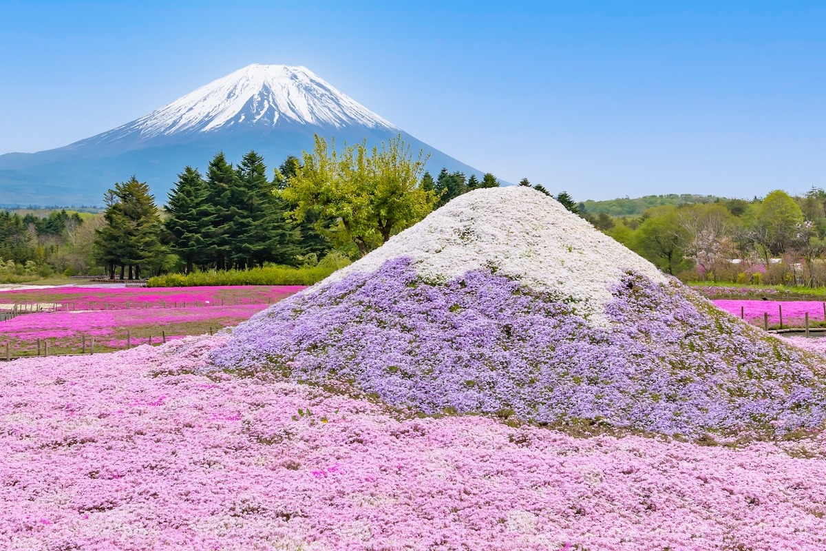 富士芝樱花节