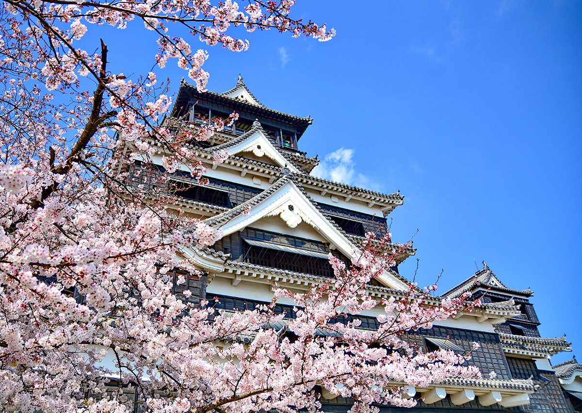 Best time to visit Kyushu-Fukuoka Castle-cherry blossoms-sakura