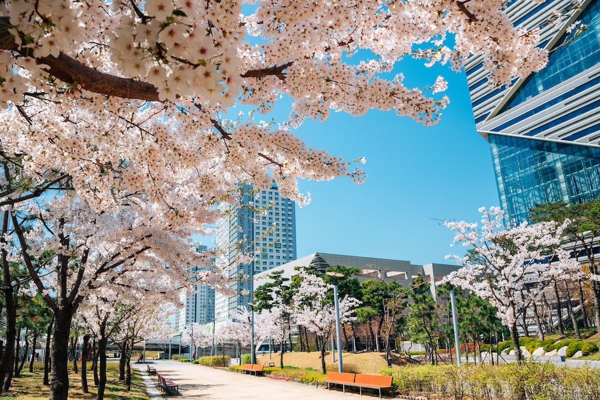 韩国仁川松岛中央公园