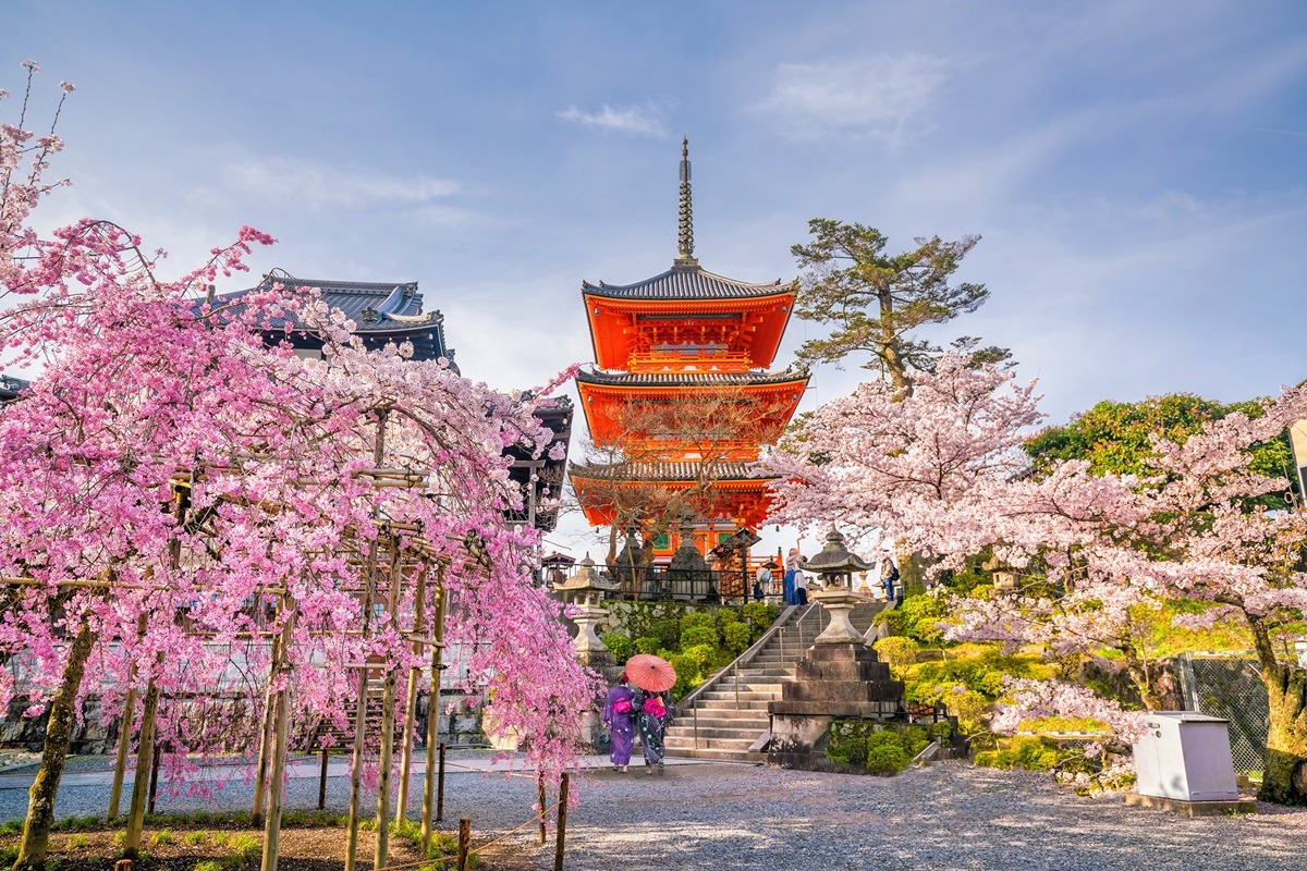 日本京都的清水寺和春天的樱花