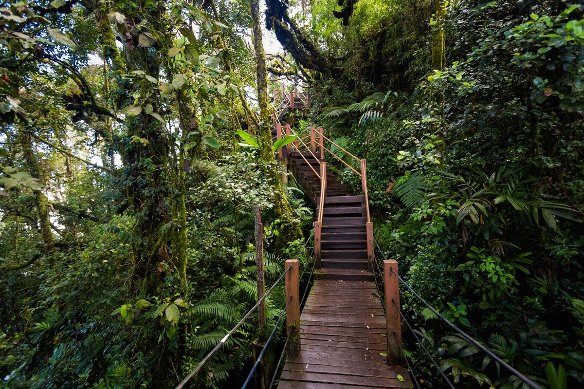 Cameron Highlands