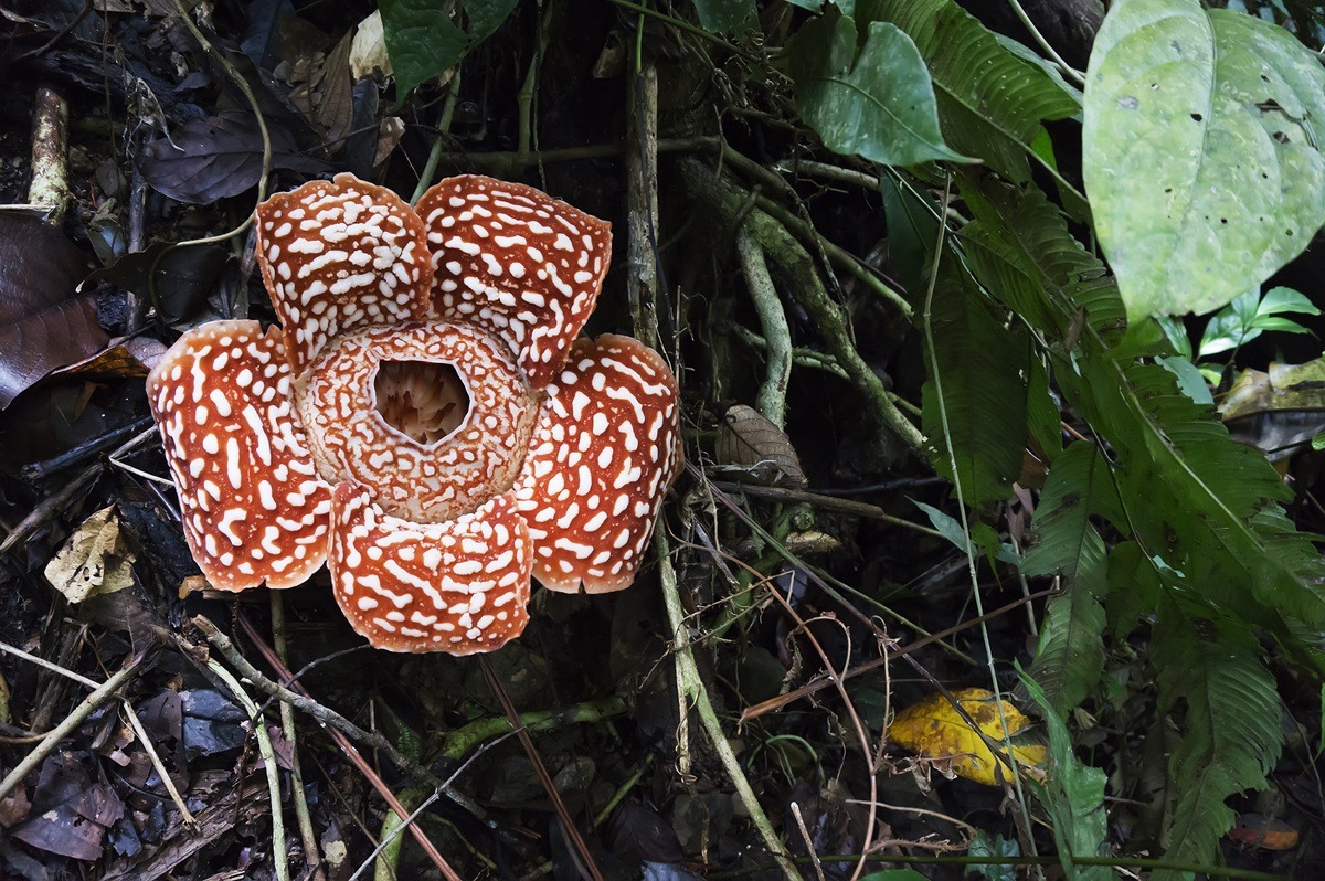 Rafflesia at Royal Belum State Park, Malaysia