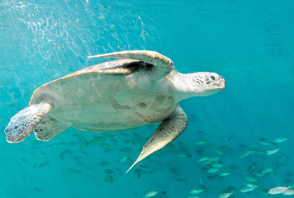 罗勇水族馆