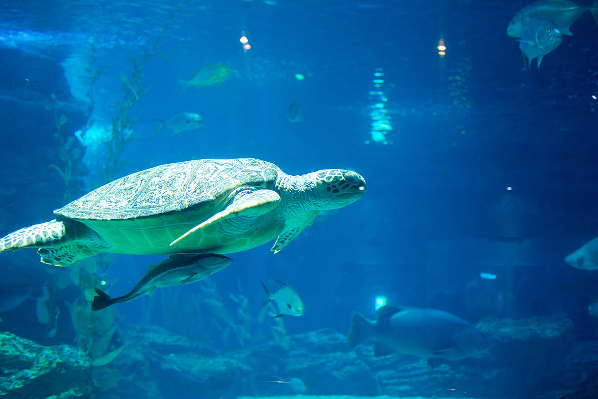 釜山水族馆