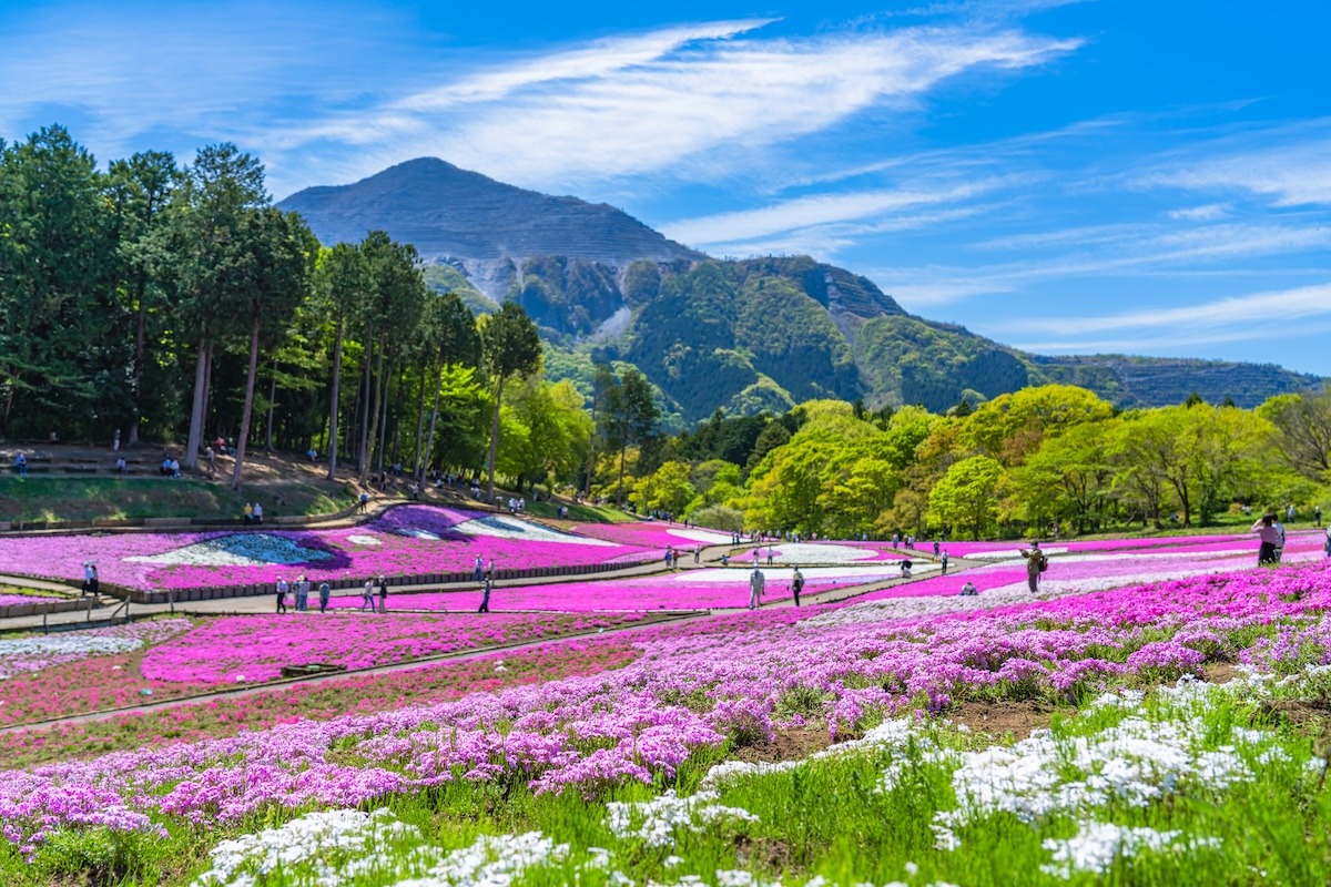 日本秩父埼玉的芝樱