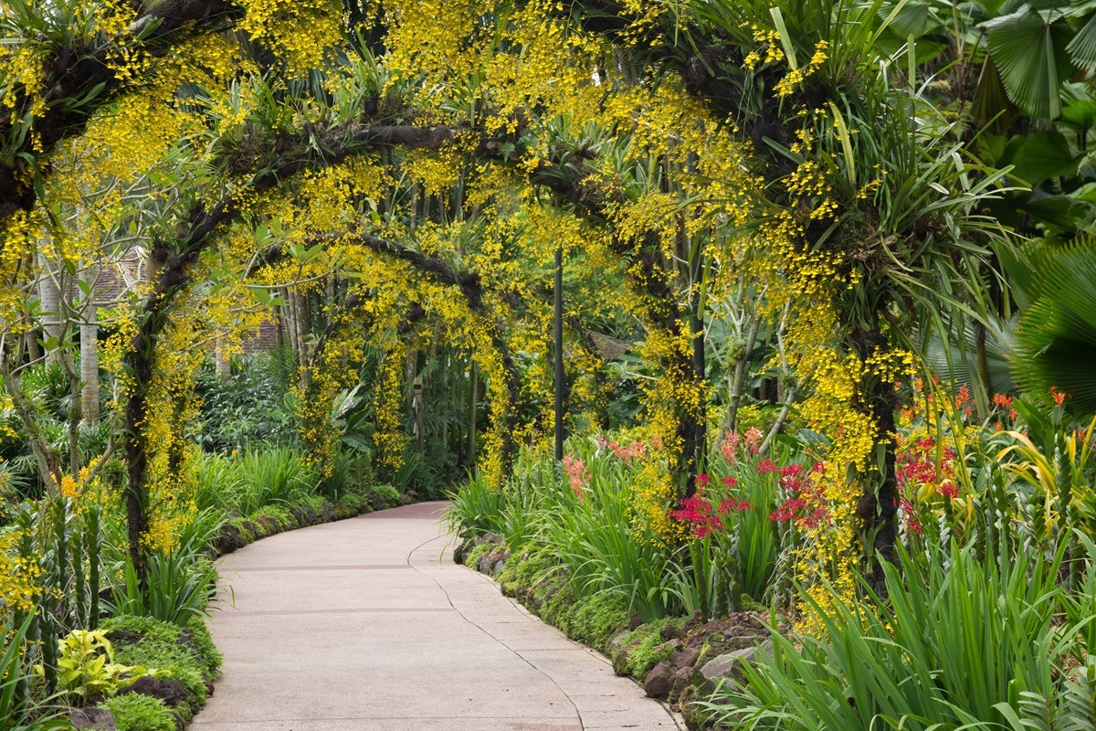 新加坡植物园