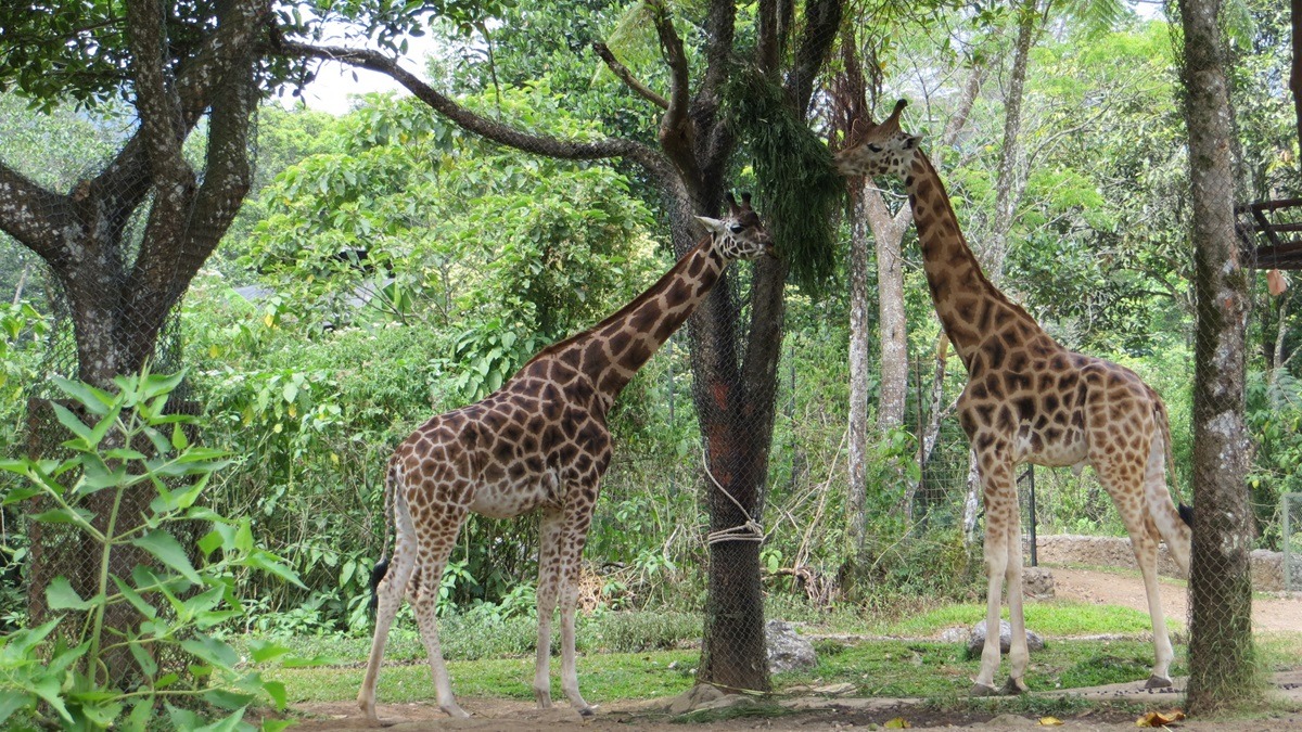 Taman-Safarii-Indonesia