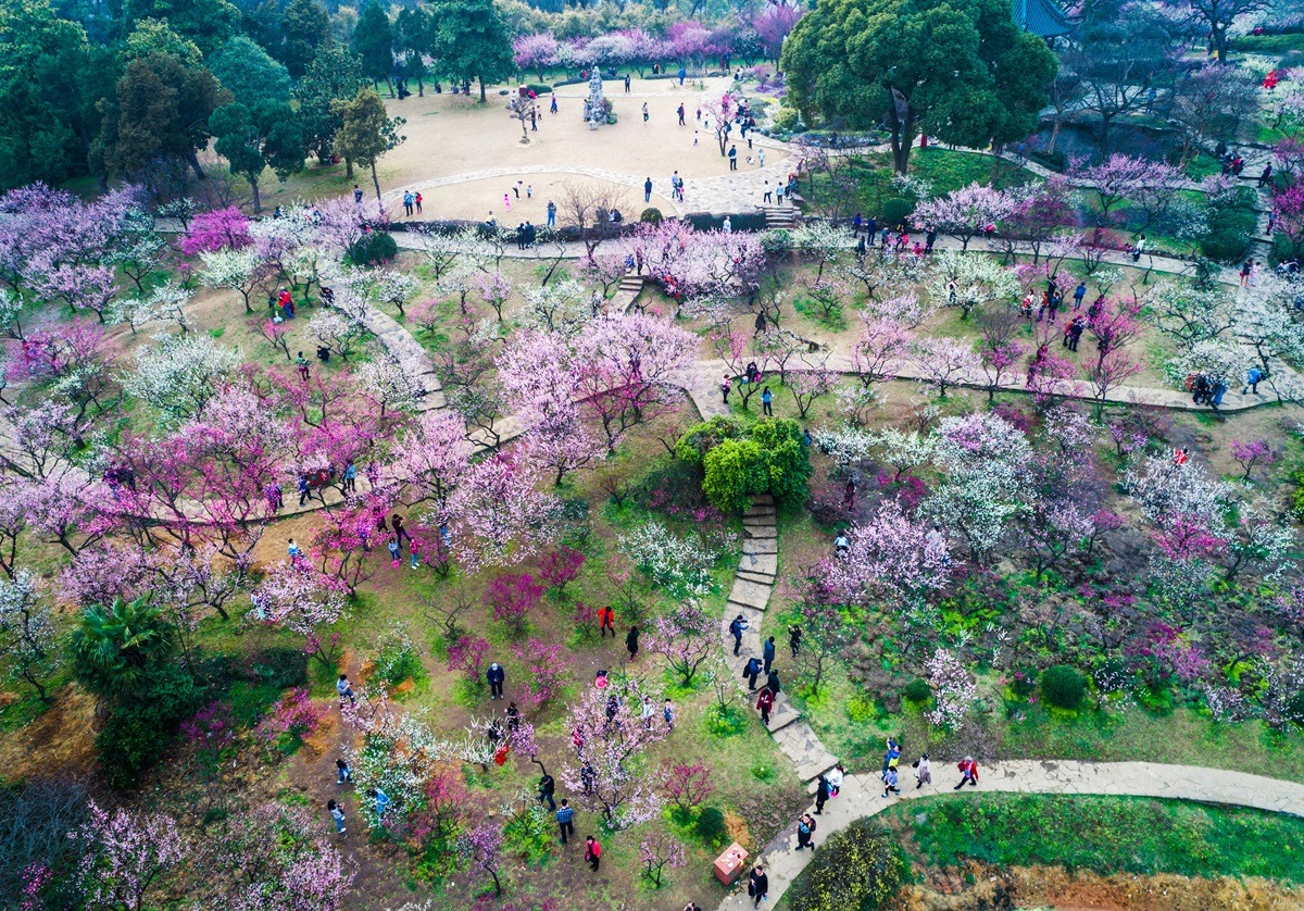 春花节期间的汝矣岛公园