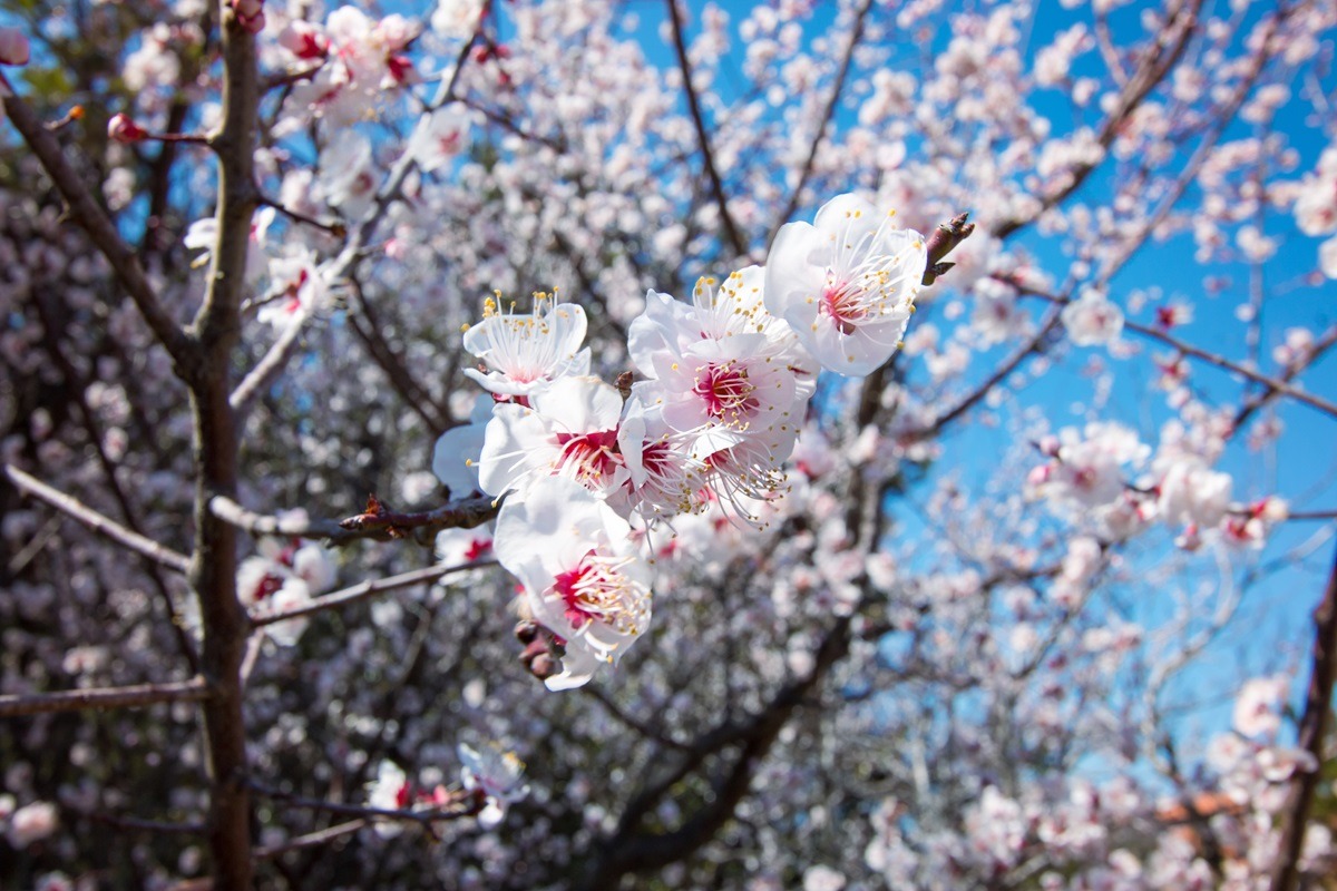 佐世保公园的樱花