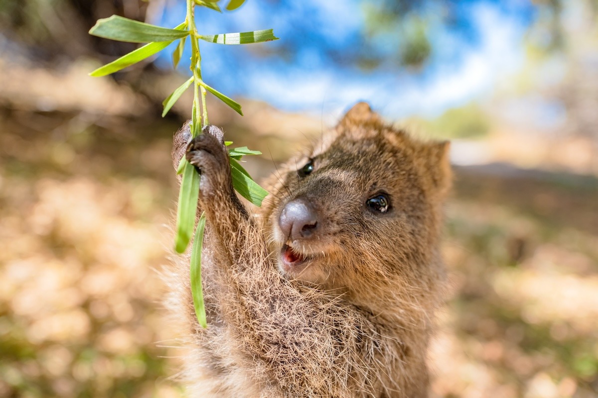 珀斯旅游指南-Quokka正在享受摇摆乐