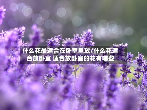 什么花最适合在卧室里放/什么花适合放卧室 适合放卧室的花有哪些-第2张图片