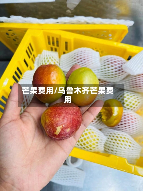 芒果费用/乌鲁木齐芒果费用